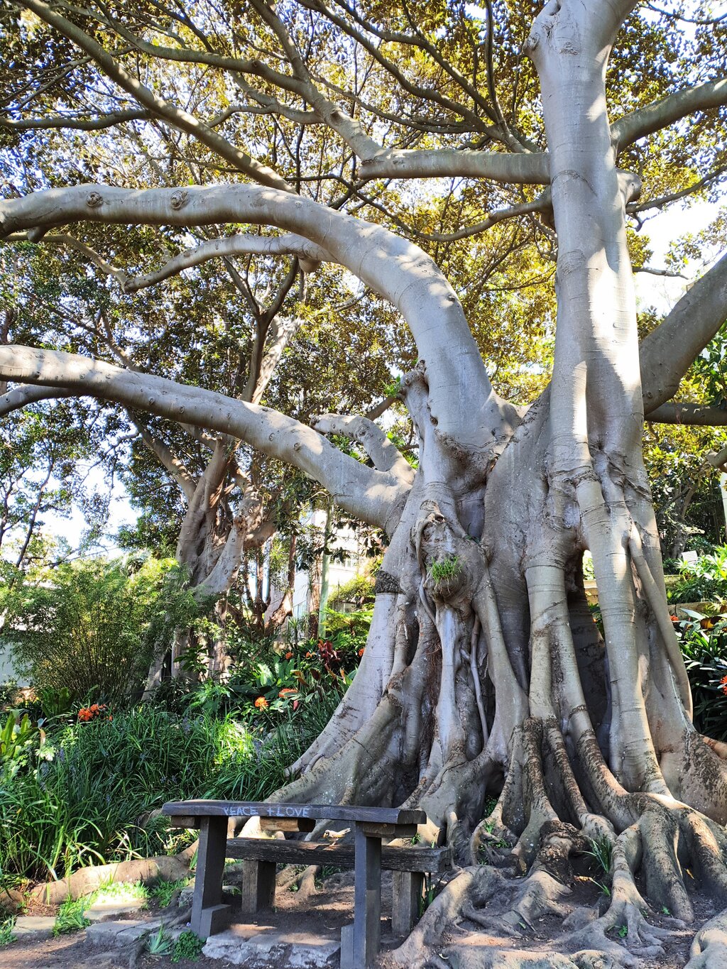 Ein alter Baum in Wendy bildet ein riesiges Dach aus Blättern.