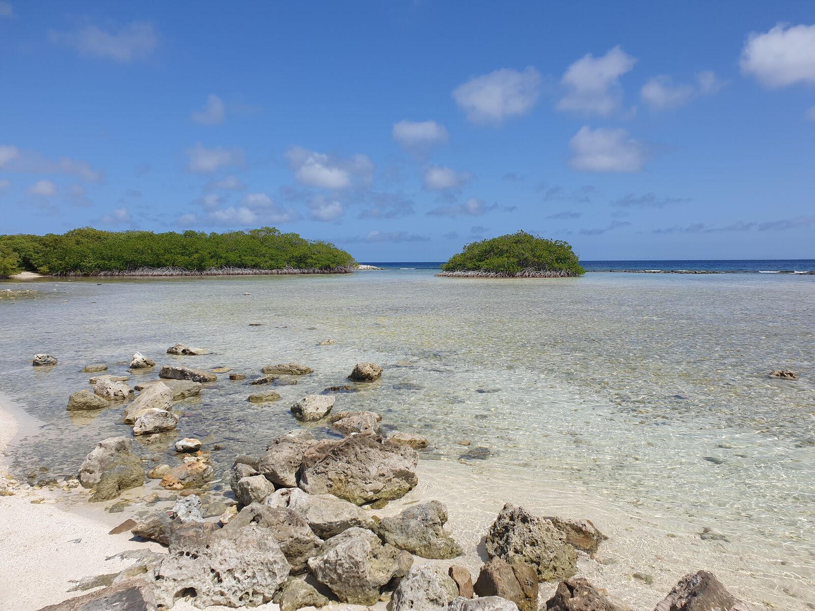 Typical mangrove forest