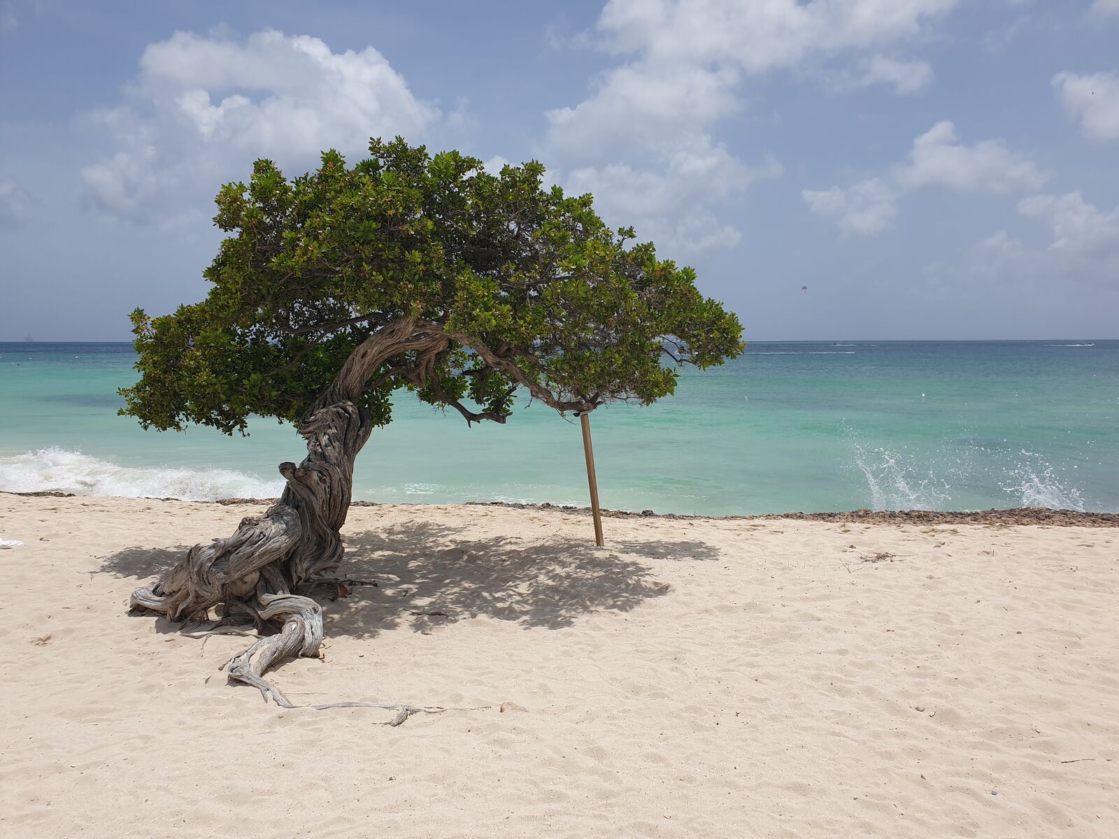 The famous Divi Divi tree