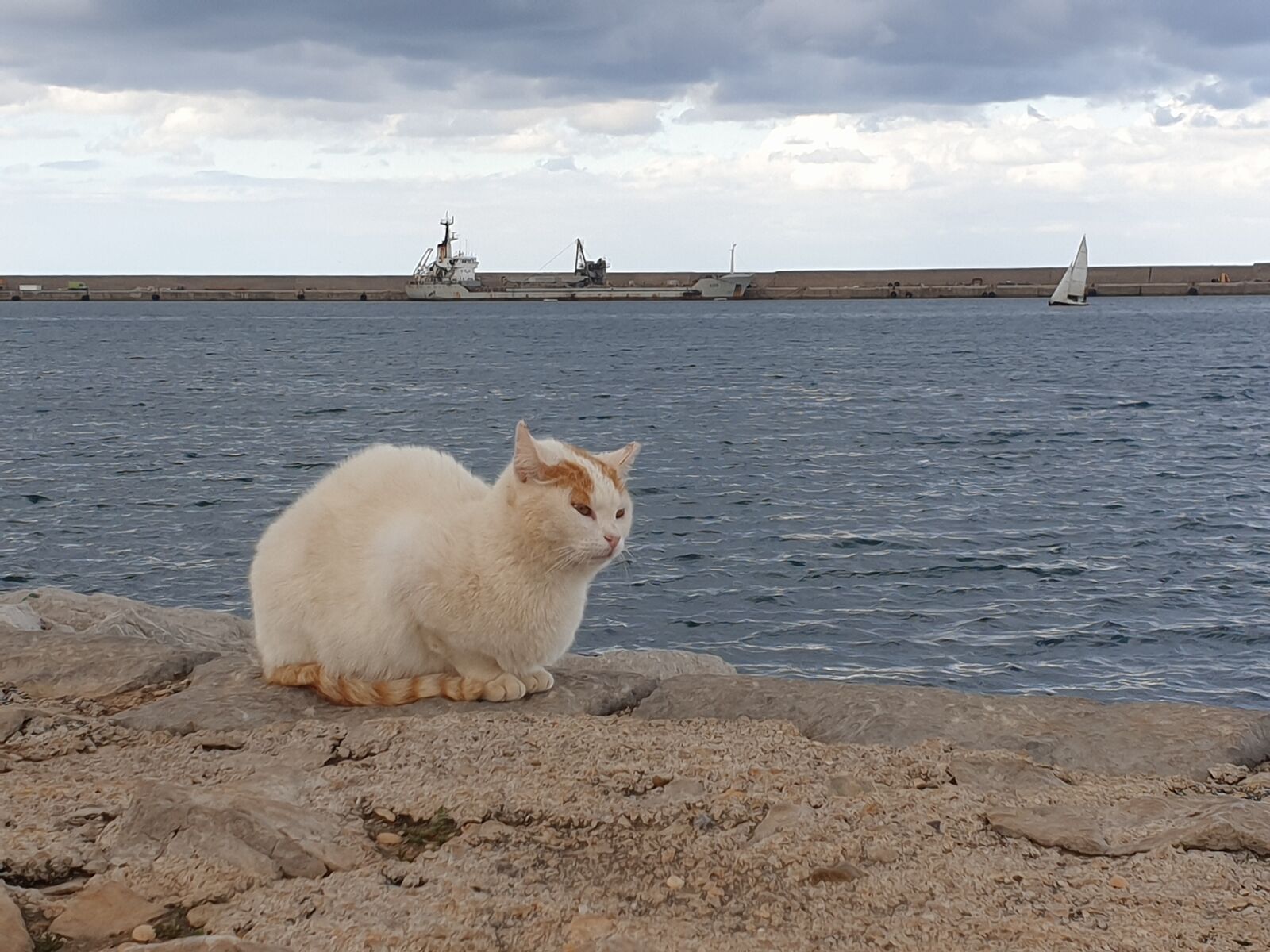 This cat chose quite the windy spot!