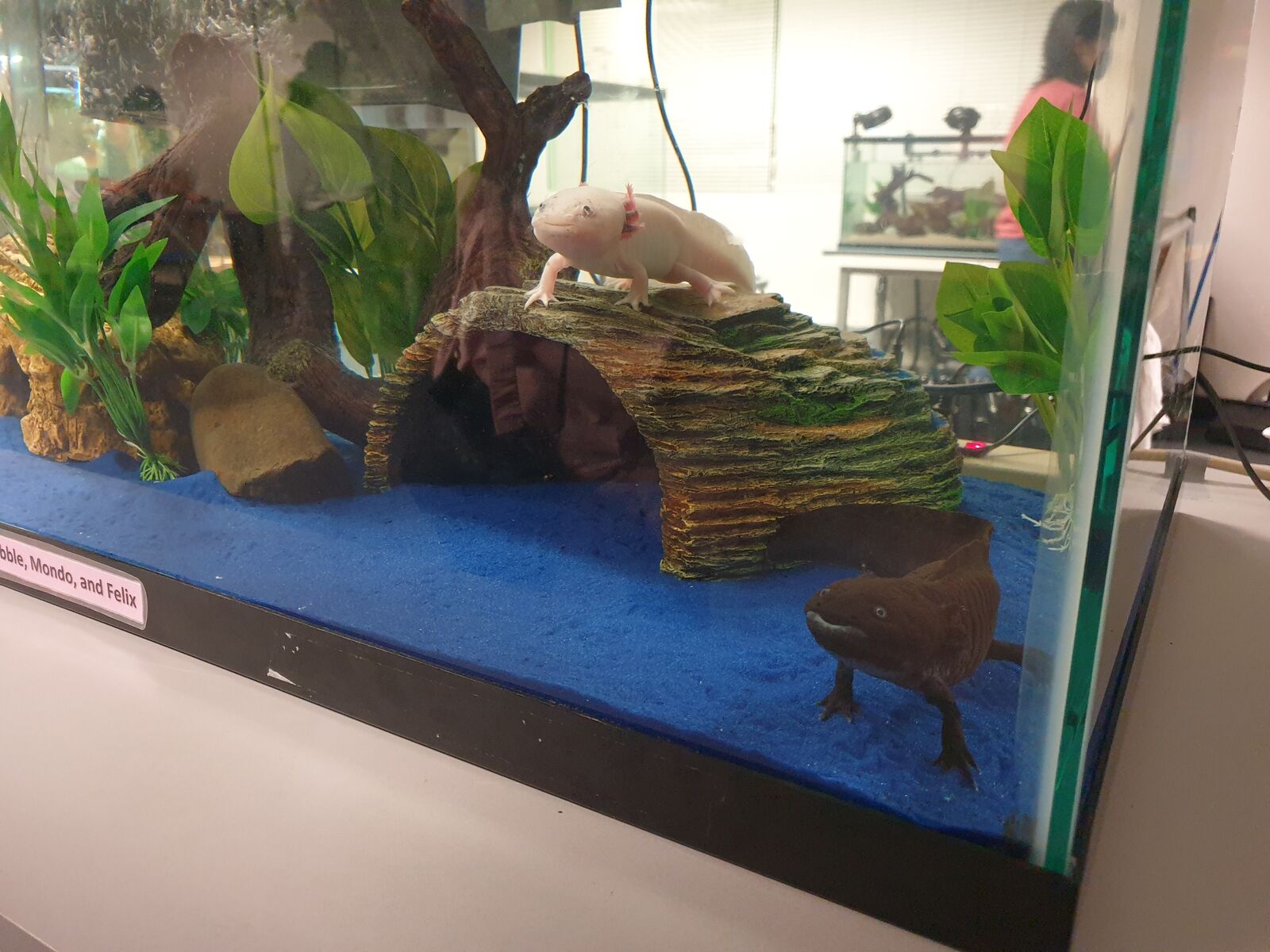 Two axolotl smile at me from inside their aquarium.