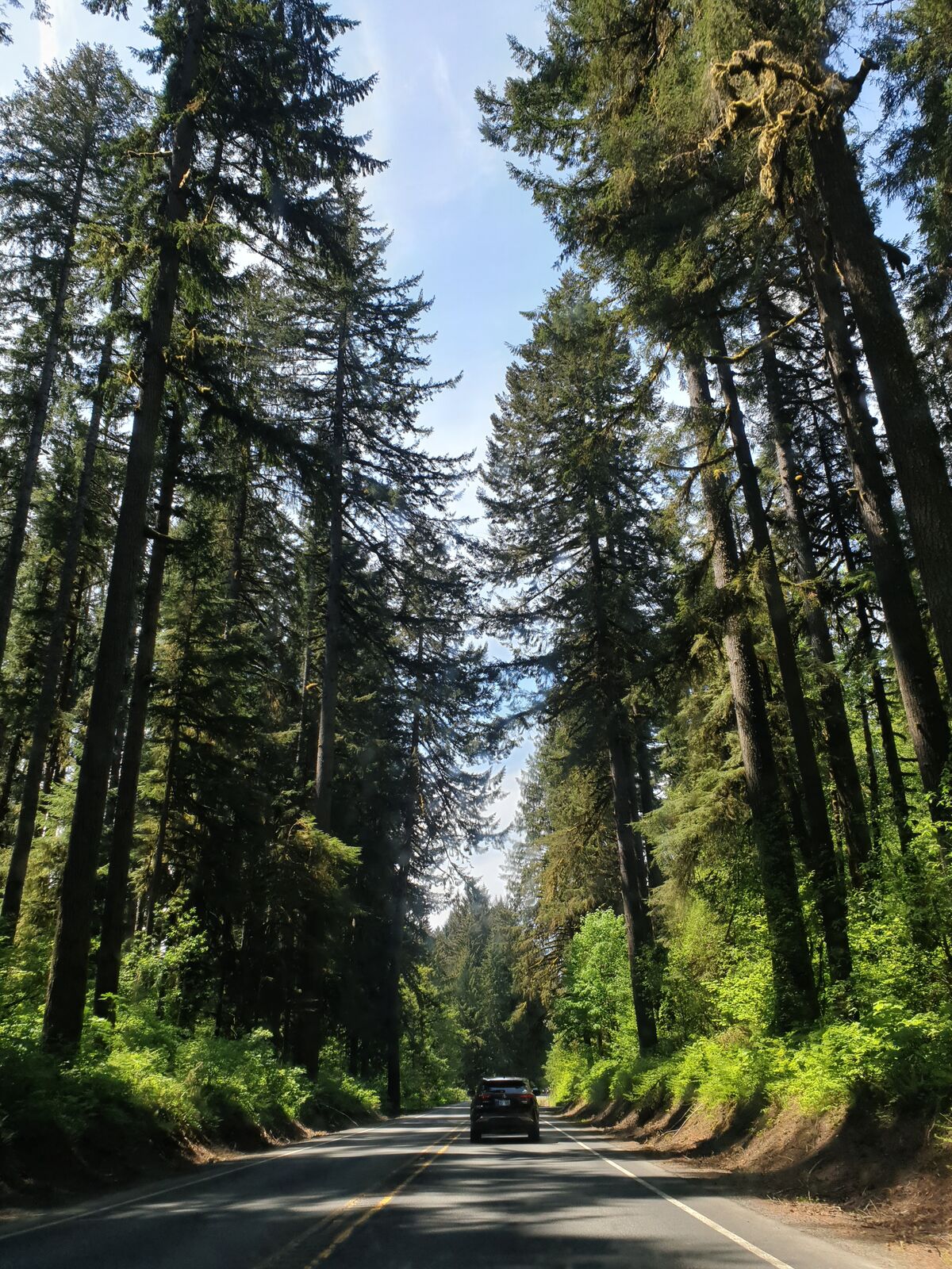 The giant redwood trees make even the biggest American pickup trucks look small.