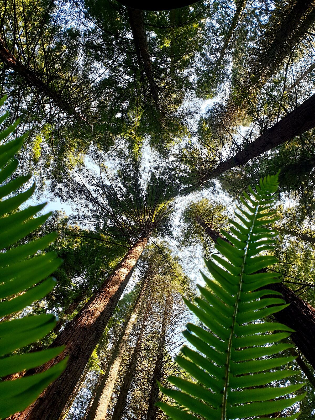 Oregon is known for its green coniferous forests.