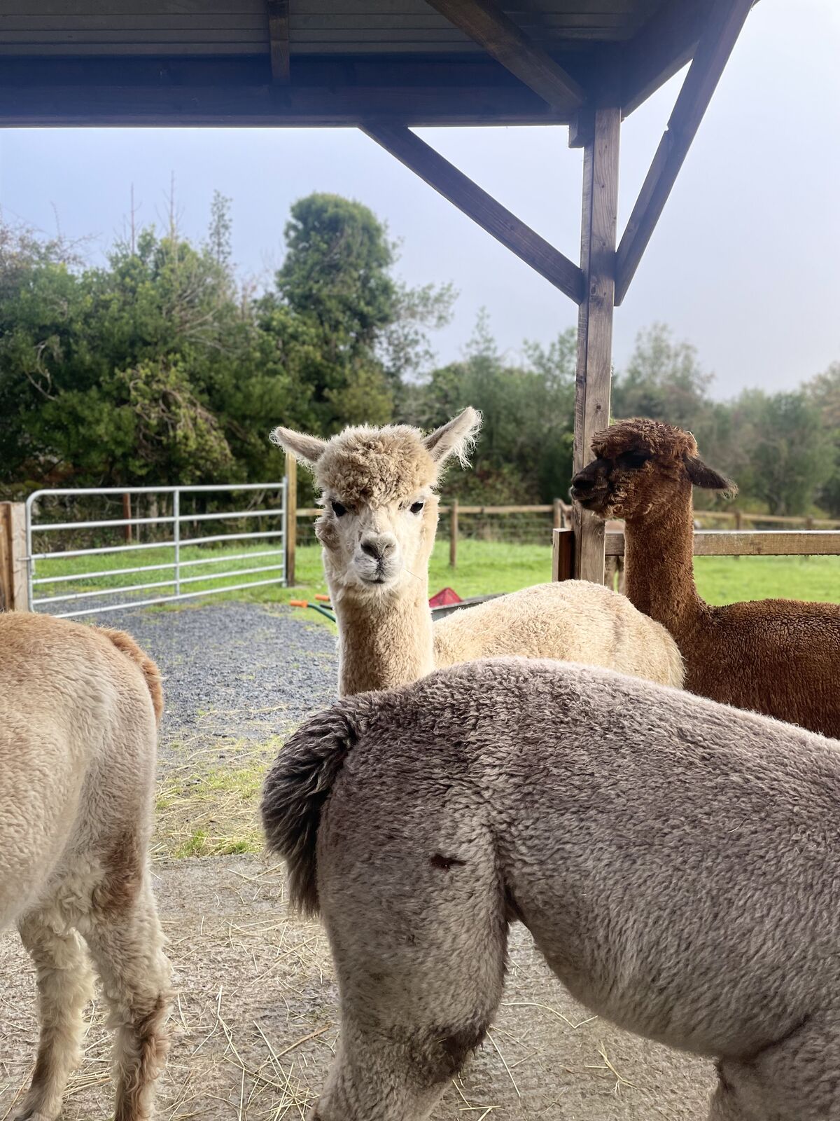 Alpacas!