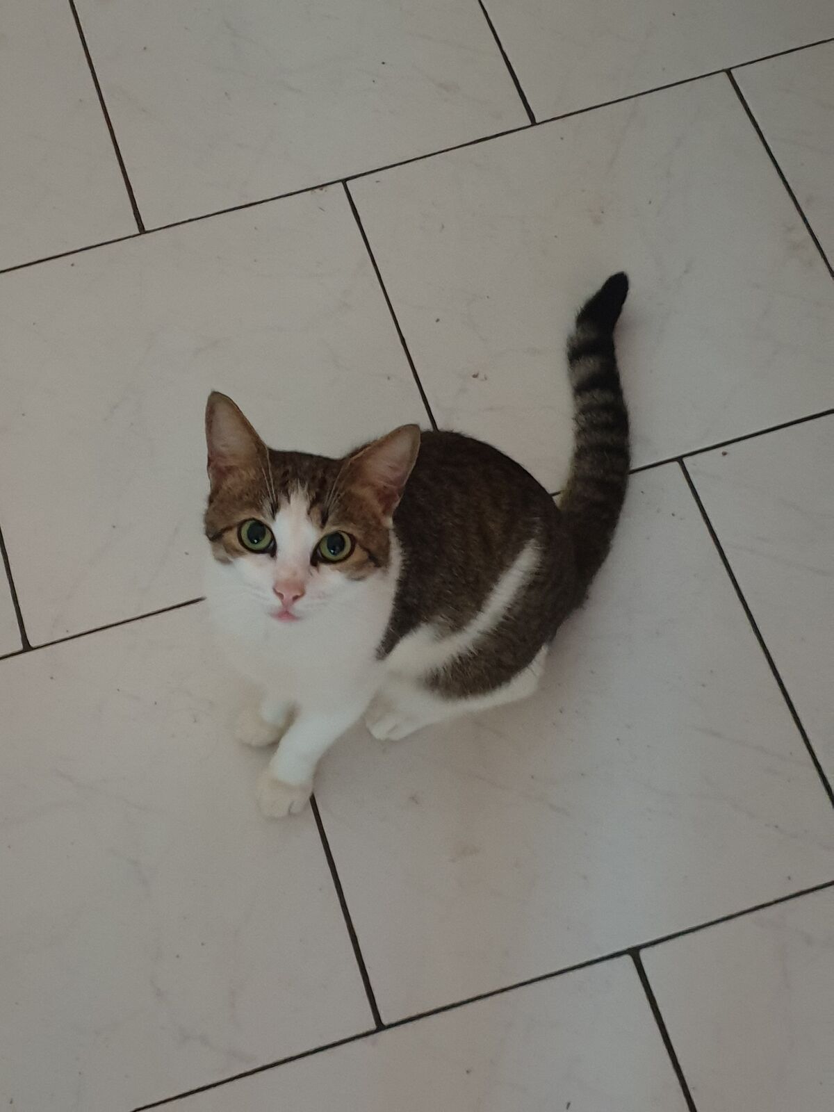 Bye dear hostel cat Sushi