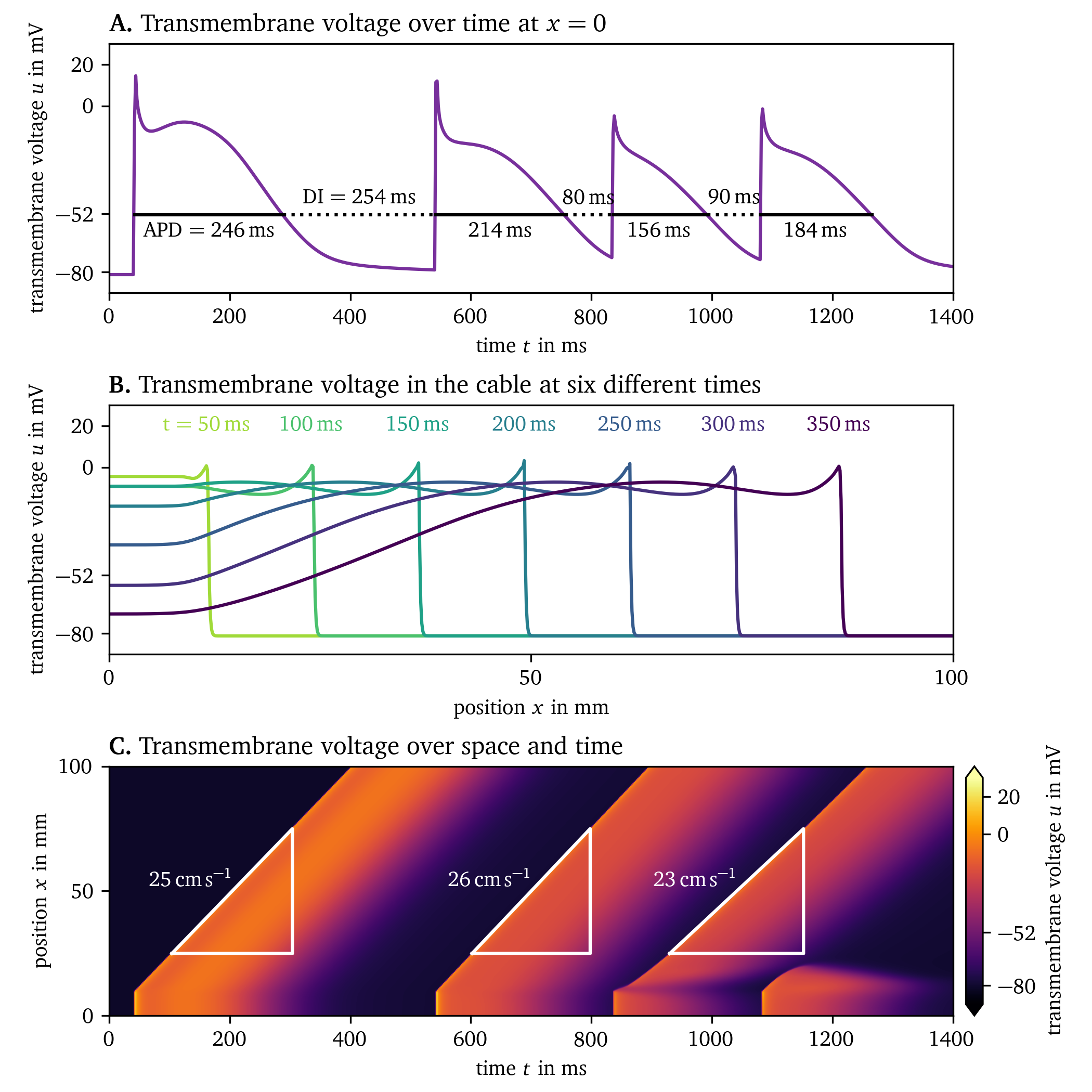 Atrial action potentials in a cable simulation